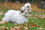 SHIH TZU 128
